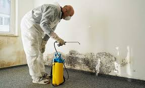 Professional Mold Removal in Friday Harbor, WA